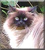 Cora
