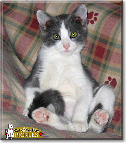 Pickles, the Cat of the Day