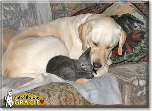 Gracie, the Cat of the Day Gracie, the Cat of the Day