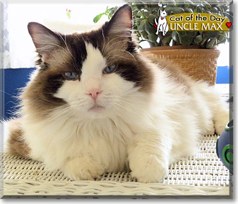 Uncle Max, the Cat of the Day