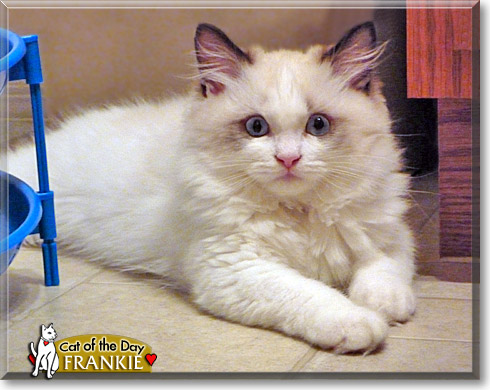 Frankie, the Cat of the Day
