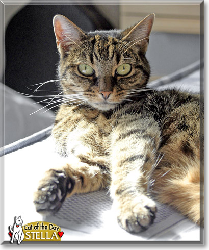 Stella, the Cat of the Day