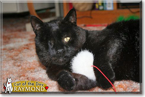 Raymond, the Cat of the Day