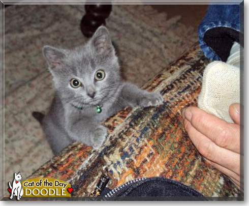 Doodle, the Cat of the Day