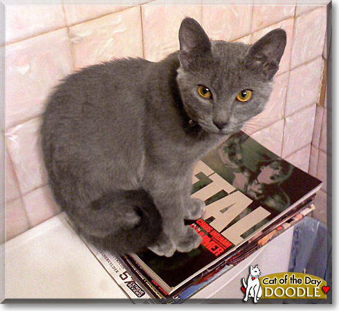 Doodle, the Cat of the Day