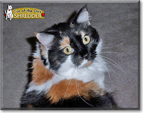Shredder, the Cat of the Day