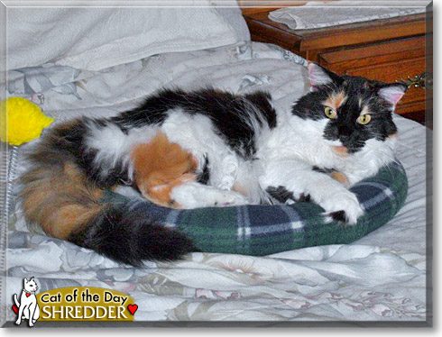 Shredder, the Cat of the Day