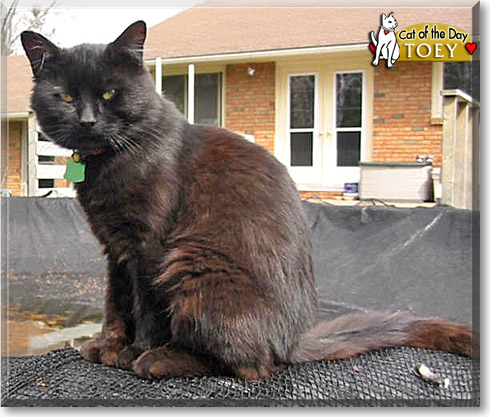 Toey, the Cat of the Day