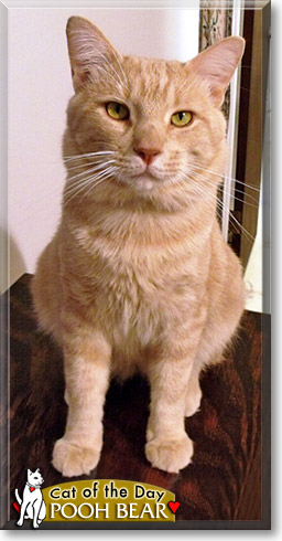 Pooh Bear, the Cat of the Day