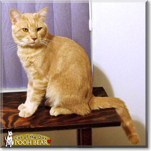 Pooh Bear, the Cat of the Day