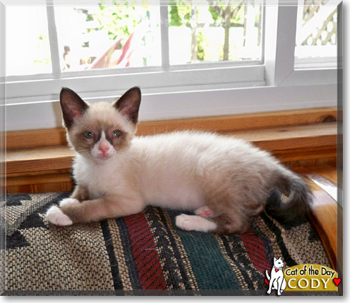 Cody, the Cat of the Day