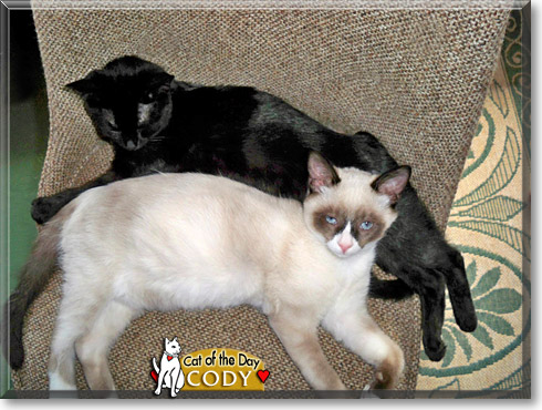 Cody, the Cat of the Day