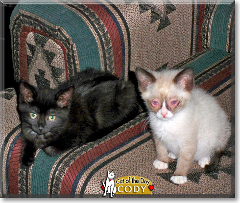Cody, the Cat of the Day