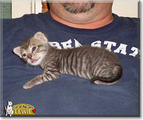 Lewie, the Cat of the Day
