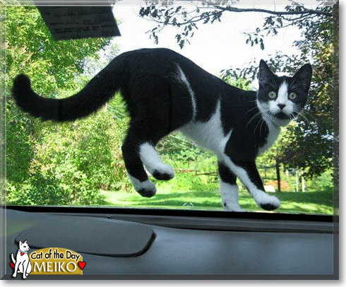 Meiko, the Cat of the Day
