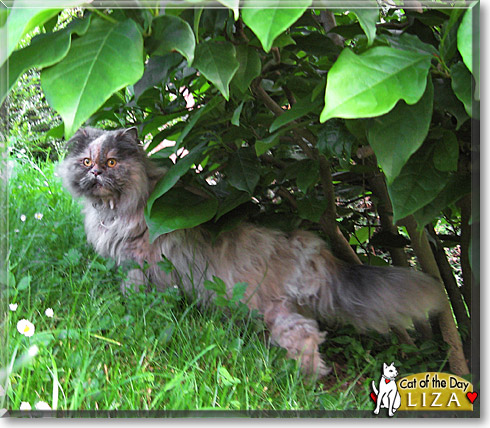 Liza, the Cat of the Day Liza, the Cat of the Day