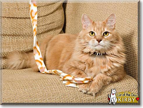 Kirby, the Cat of the Day