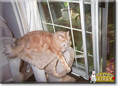 Kirby, the Cat of the Day