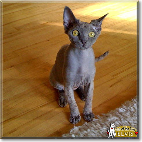 Elvis, the Cat of the Day