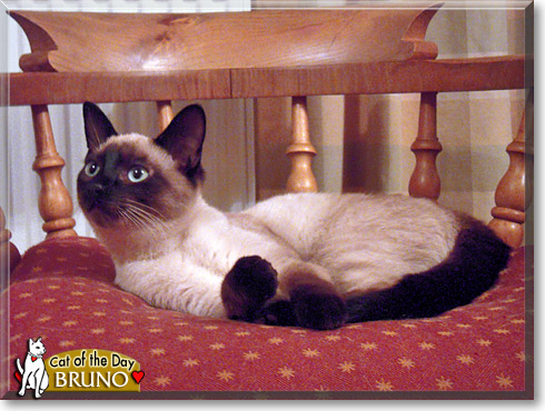 Bruno, the Cat of the Day