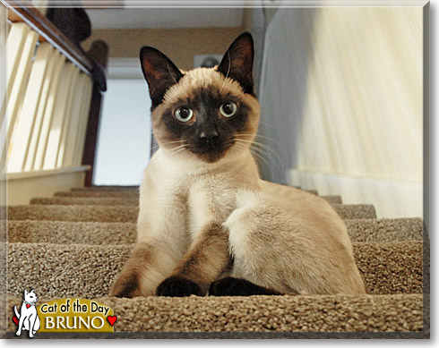 Bruno, the Cat of the Day
