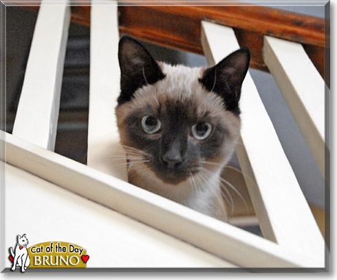 Bruno, the Cat of the Day