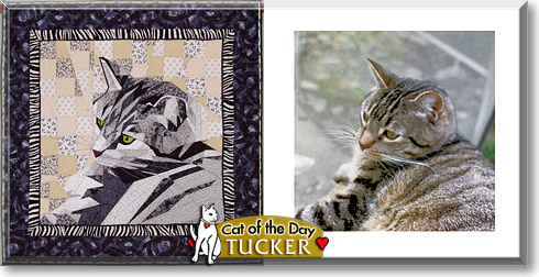 Tucker, the Cat of the Day
