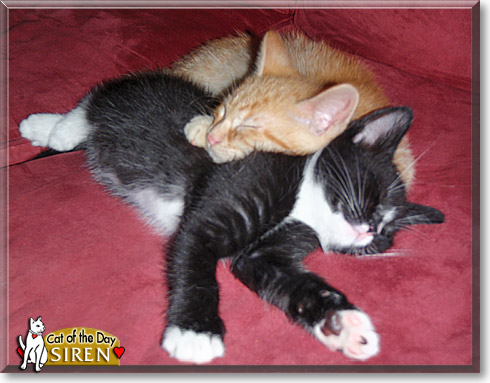 Siren, the Cat of the Day Siren, the Cat of the Day
