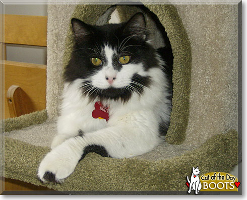 Boots, the Cat of the Day