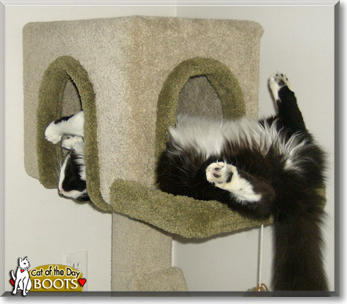 Boots, the Cat of the Day Boots, the Cat of the Day