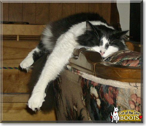 Boots, the Cat of the Day Boots, the Cat of the Day