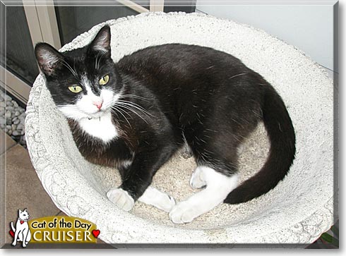 Cruiser, the Cat of the Day