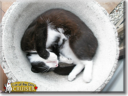 Cruiser, the Cat of the Day Cruiser, the Cat of the Day