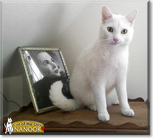 Nanook, the Cat of the Day
