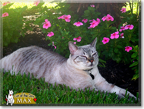 Max, the Cat of the Day Max, the Cat of the Day