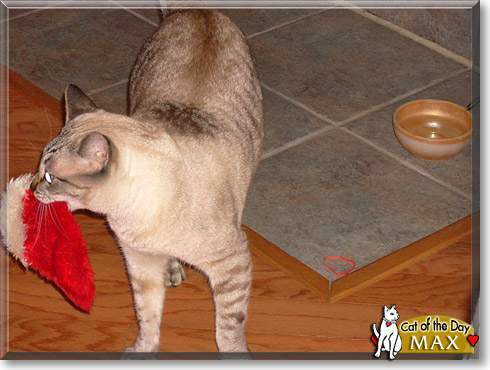 Max, the Cat of the Day Max, the Cat of the Day