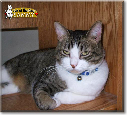 Sammy, the Cat of the Day Sammy, the Cat of the Day