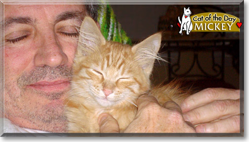 Mickey, the Cat of the Day