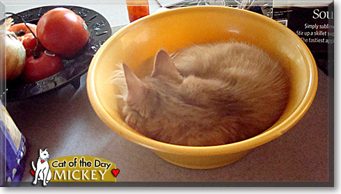 Mickey, the Cat of the Day