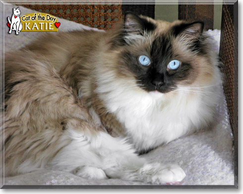 Katie, the Cat of the Day