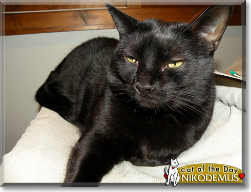 Nikodemus, the Cat of the Day Nikodemus, the Cat of the Day