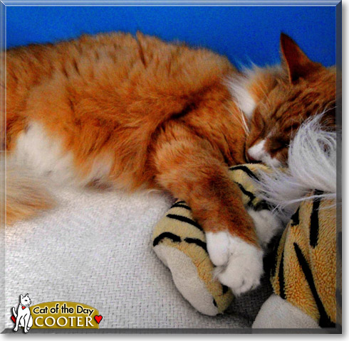 Cooter, the Cat of the Day