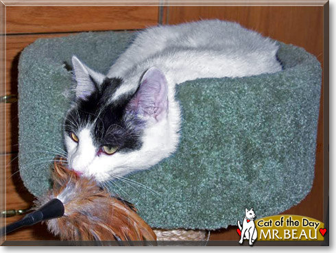 Mr. Beau, the Cat of the Day