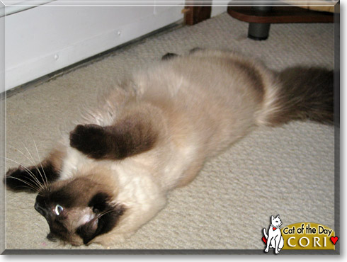 Cori, the Cat of the Day