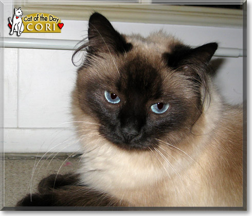 Cori, the Cat of the Day