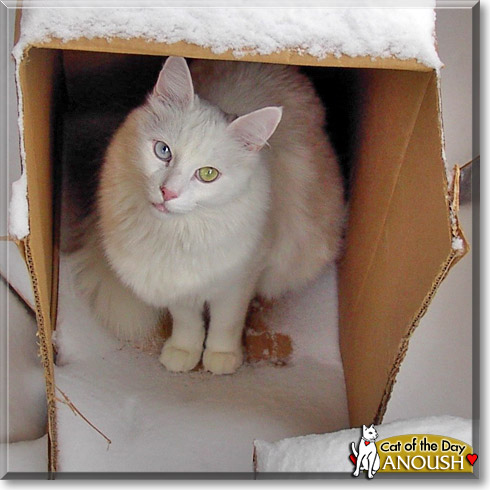 Anoush, the Cat of the Day