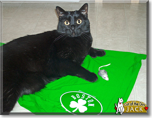 Jack, the Cat of the Day
