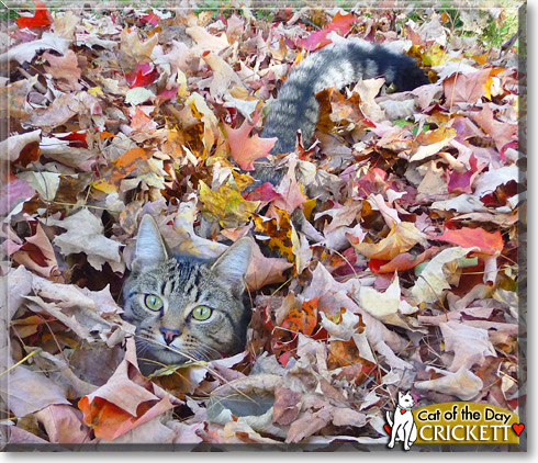 Crickett, the Cat of the Day