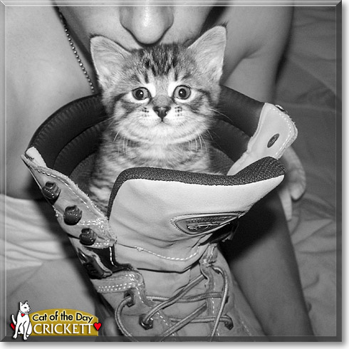 Crickett, the Cat of the Day