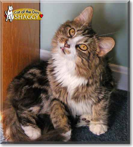 Shaggy, the Cat of the Day
